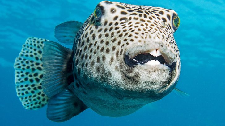 Dania, które je się z duszą na ramieniu